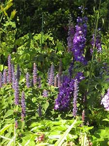 agastache - delphinium