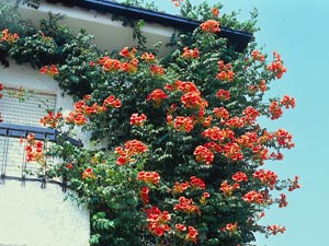 balcon fleuri par une bignone bignone grimpant sur un balcon