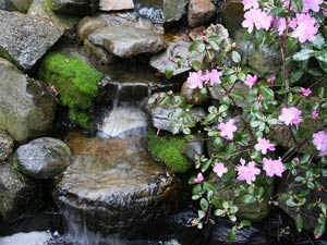 Camélia en fleurs près d'une cascade
