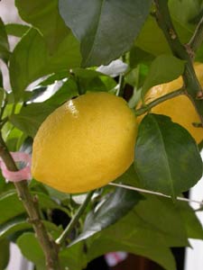 citronnier