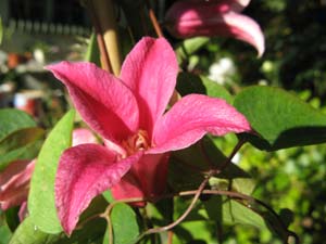 cerisier burlat pollinisateurs clematite princess diana
