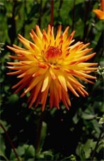 Sites de jardinage : dahlia, mahonia et fous du jardin
