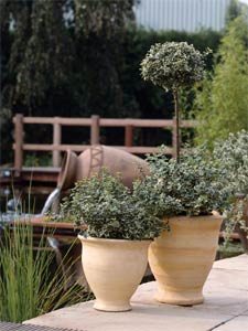 Euonymus en pot