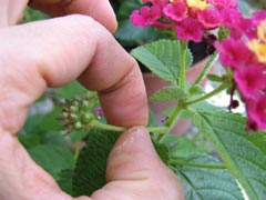 suppression fleur fan&eacute;e de lantana