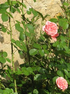 rosier accroch&eacute; par les &eacute;pines