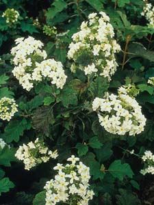 hydrangea � feuilles de ch�ne