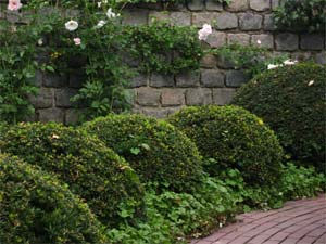 if - taxus baccata taillé en boule if - taxus