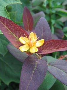 hypericum albury purple