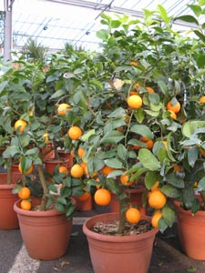 oranger en pot
