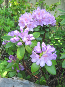 rhododendron en fleurs