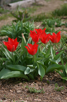 tulipe botanique 'eichleri'
