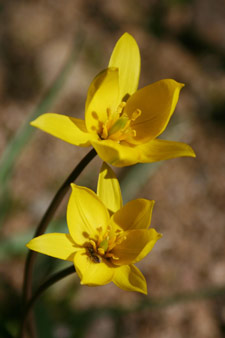 tulipe botanique 'sylvestris'