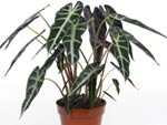 L'alocasia