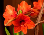 Amaryllis vari�s