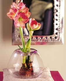 Hippeastrum Susan