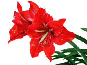 fleur d'amaryllis