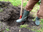 pr�parer une plantation d'arbre fruitier