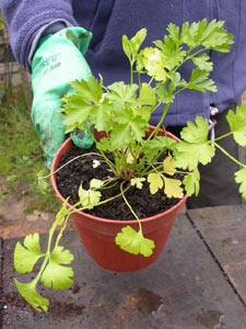 Plant de persil en godet
