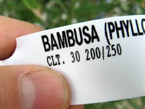 Bambou : &eacute;tiquette de vente
