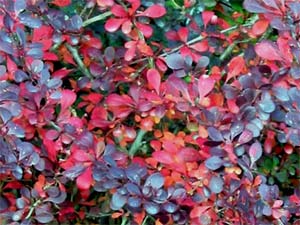 Berberis - feuillage d'automne