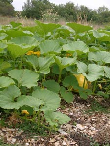 Courges sem&eacute;es directement sur BRF 4 mois apr&egrave;s : jamais d'arrosage...