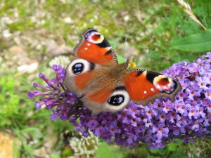 Papillon pos&eacute; sur un panicule de buddleia. D.R.