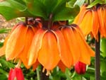 Fritilaire