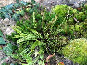 Capillaire des murailles