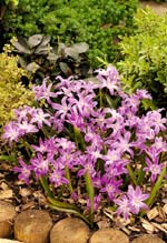 Chionodoxa 'Luciliae'