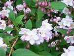 Deutzia en fleurs