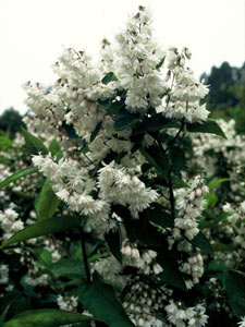 Deutzia 'Scabra'