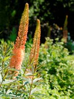 Eremurus 'Cleopatra' D.R.