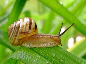 Escargot sur une herbe
