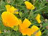 fleurs de sunpatiens