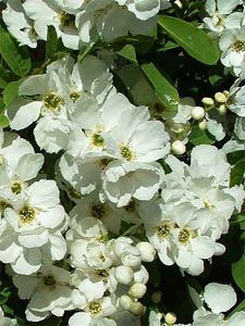 Exochorda en fleurs