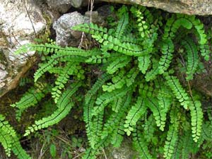 Capillaire