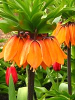 Fritilaires imp&eacute;riales - D.R.