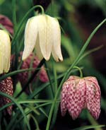 Fritilaires m&eacute;l&eacute;agres - D.R.