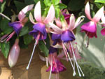 fuchsia en fleurs