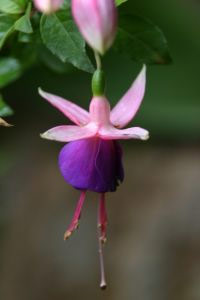 fleur de fuchsia fleur de fuchsia