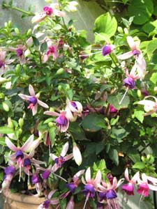Potée de fuchsias