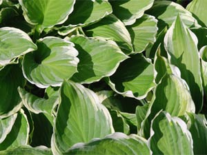 hosta le plus commun