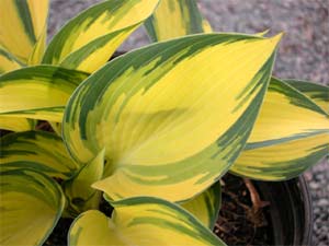 La sublime lumi&egrave;re apport&eacute;e par les feuilles de l'hosta 'remember-me'