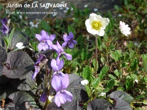 Jardinage de la Sauvagine D.R.