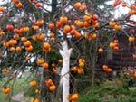 Kaki (plaqueminier)