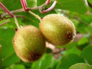 kiwi