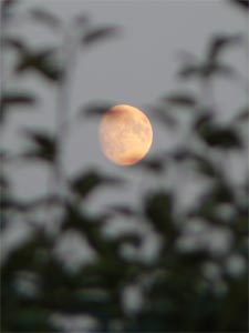 Lune et feuillage