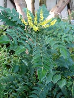 Mahonia 'Charity'