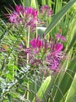Cleome