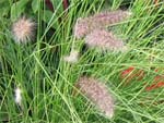 Pennisetum